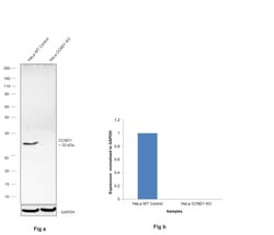 Invitrogen Cyclin D1 Recombinant Rabbit Monoclonal Antibody (7C8Z4) 100