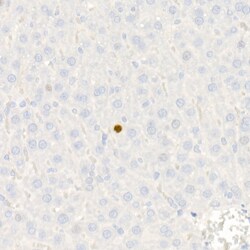 Invitrogen p21 Recombinant Rabbit Monoclonal Antibody (4Z1H9) 100 &mu;L;