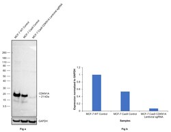 Invitrogen p21 Recombinant Rabbit Monoclonal Antibody (4Z1H9) 100 &mu;L;