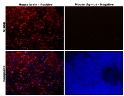 Invitrogen S100B Recombinant Rabbit Monoclonal Antibody (4V8R6) 100 &mu;L | Buy Online | Invitrogen&trade; | Fisher Scientific