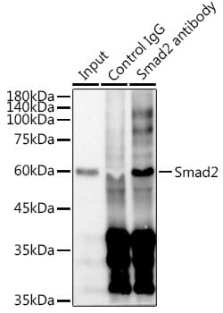 Invitrogen SMAD2 Recombinant Rabbit Monoclonal Antibody (2E3D8) 100 &mu;L;