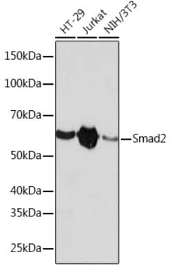 Invitrogen SMAD2 Recombinant Rabbit Monoclonal Antibody (2E3D8) 100 &mu;L;