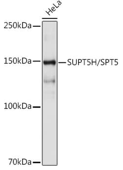 Invitrogen SPT5 Recombinant Rabbit Monoclonal Antibody (9V9G7) 100 &mu;L;