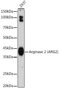 Invitrogen Arginase 2 Recombinant Rabbit Monoclonal Antibody (1Y5U3) 100