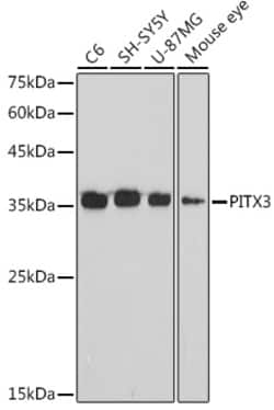Invitrogen PITX3 Recombinant Rabbit Monoclonal Antibody (3P4U8) 100 &mu;L;
