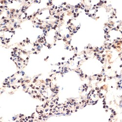 Invitrogen EHMT2 Recombinant Rabbit Monoclonal Antibody (2I0Q4) 100 &mu;L | Buy Online | Invitrogen&trade; | Fisher Scientific