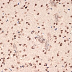Invitrogen EHMT2 Recombinant Rabbit Monoclonal Antibody (2I0Q4) 100 &mu;L | Buy Online | Invitrogen&trade; | Fisher Scientific