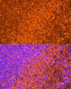Invitrogen EBI3 Recombinant Rabbit Monoclonal Antibody (9J1H4) 100 &mu;L;