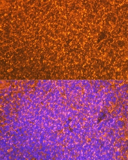 Invitrogen EBI3 Recombinant Rabbit Monoclonal Antibody (9J1H4) 100 &mu;L;