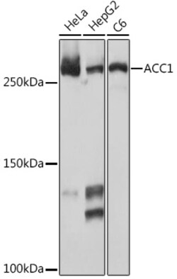 Invitrogen Acetyl-CoA Carboxylase Recombinant Rabbit Monoclonal Antibody