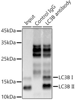 Invitrogen LC3B Recombinant Rabbit Monoclonal Antibody (1S3P9) 100 &mu;L;