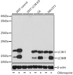 Invitrogen LC3B Recombinant Rabbit Monoclonal Antibody (1S3P9) 100 &mu;L;