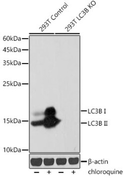 Invitrogen LC3B Recombinant Rabbit Monoclonal Antibody (1S3P9) 100 &mu;L;