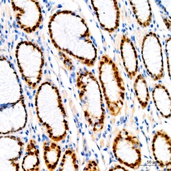 Invitrogen SOX9 Recombinant Rabbit Monoclonal Antibody (5Y4J8) 100 &mu;L;