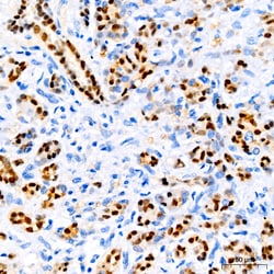 Invitrogen SOX9 Recombinant Rabbit Monoclonal Antibody (5Y4J8) 100 &mu;L;