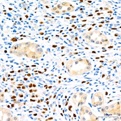 Invitrogen SOX9 Recombinant Rabbit Monoclonal Antibody (5Y4J8) 100 &mu;L;