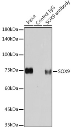 Invitrogen SOX9 Recombinant Rabbit Monoclonal Antibody (5Y4J8) 100 &mu;L;