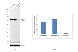 Invitrogen SOX9 Recombinant Rabbit Monoclonal Antibody (5Y4J8) 100 &mu;L;