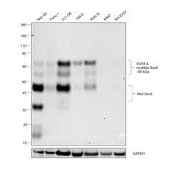 Invitrogen SOX9 Recombinant Rabbit Monoclonal Antibody (5Y4J8) 100 &mu;L;