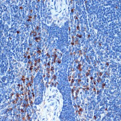 Invitrogen NAIP Recombinant Rabbit Monoclonal Antibody (6B9M10) 100 &mu;L;