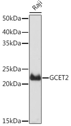 Invitrogen GCSAM Recombinant Rabbit Monoclonal Antibody (7D1A5) 100 &mu;L;
