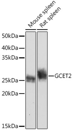 Invitrogen GCSAM Recombinant Rabbit Monoclonal Antibody (7D1A5) 100 &mu;L;
