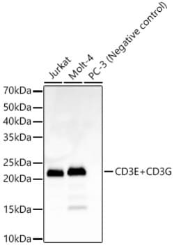 Invitrogen CD3e/CD3g Recombinant Rabbit Monoclonal Antibody (4F5G4) 100