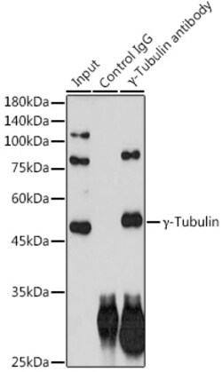 Invitrogen gamma Tubulin Recombinant Rabbit Monoclonal Antibody (6T10A1) 100 &mu;L | Buy Online | Invitrogen&trade; | Fisher Scientific