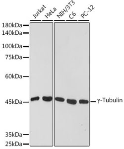 Invitrogen gamma Tubulin Recombinant Rabbit Monoclonal Antibody (6T10A1) 100 &mu;L | Buy Online | Invitrogen&trade; | Fisher Scientific