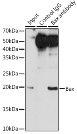Invitrogen BAX Recombinant Rabbit Monoclonal Antibody (2F7I0) 100 &mu;L;