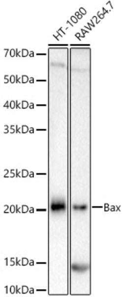 Invitrogen BAX Recombinant Rabbit Monoclonal Antibody (2F7I0) 100 &mu;L;