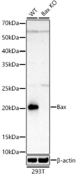 Invitrogen BAX Recombinant Rabbit Monoclonal Antibody (2F7I0) 100 &mu;L;