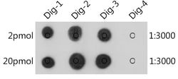 Invitrogen Digoxin Recombinant Rabbit Monoclonal Antibody (7H3V0) 100 &mu;L;