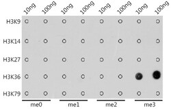 Invitrogen H3K36me3 Recombinant Rabbit Monoclonal Antibody (7W5T2) 100