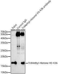 Invitrogen H3K36me3 Recombinant Rabbit Monoclonal Antibody (7W5T2) 100