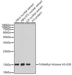 Invitrogen H3K36me3 Recombinant Rabbit Monoclonal Antibody (7W5T2) 100