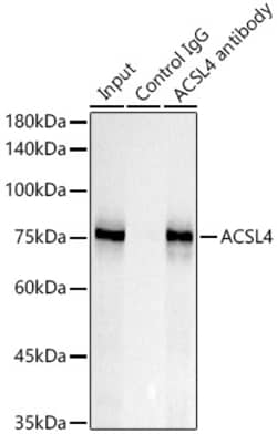 Invitrogen ACSL4 Recombinant Rabbit Monoclonal Antibody (4W3T9) 100 &mu;L;