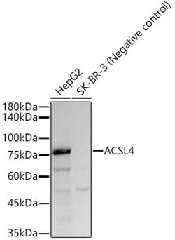 Invitrogen ACSL4 Recombinant Rabbit Monoclonal Antibody (4W3T9) 100 &mu;L;