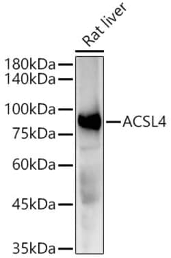 Invitrogen ACSL4 Recombinant Rabbit Monoclonal Antibody (4W3T9) 100 &mu;L;