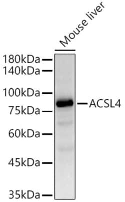 Invitrogen ACSL4 Recombinant Rabbit Monoclonal Antibody (4W3T9) 100 &mu;L;