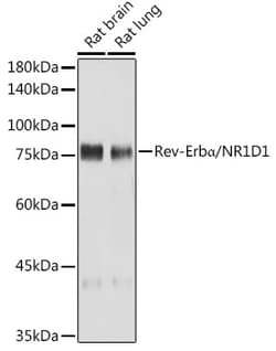 Invitrogen NR1D1 Recombinant Rabbit Monoclonal Antibody (9I2H1) 100 &mu;L;