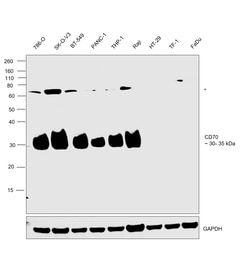 Invitrogen CD70 Recombinant Rabbit Monoclonal Antibody (7F4S5) 100 &mu;L;