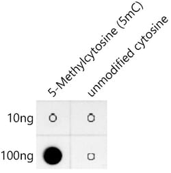 Invitrogen 5-Methylcytosine Recombinant Rabbit Monoclonal Antibody (10S5V10)