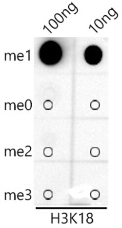 Invitrogen H3K18me1 Recombinant Rabbit Monoclonal Antibody (5Q8V4) 100
