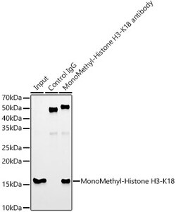Invitrogen H3K18me1 Recombinant Rabbit Monoclonal Antibody (5Q8V4) 100
