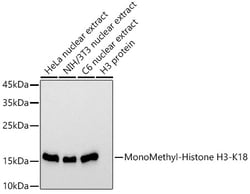 Invitrogen H3K18me1 Recombinant Rabbit Monoclonal Antibody (5Q8V4) 100