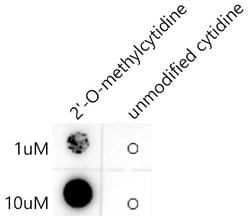 Invitrogen 2'-O-methylcytidine Recombinant Rabbit Monoclonal Antibody (8Q7I8)