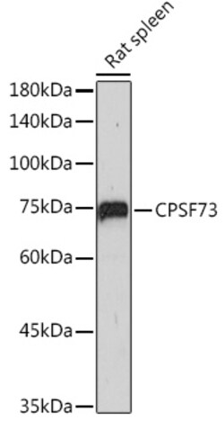 Invitrogen CPSF3 Recombinant Rabbit Monoclonal Antibody (4S4P2) 100 &mu;L | Buy Online | Invitrogen&trade; | Fisher Scientific