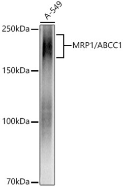 Invitrogen MRP1 Recombinant Rabbit Monoclonal Antibody (0J6M2) 100 &mu;L;