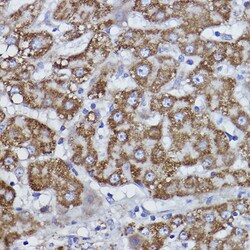 Invitrogen COX6B1 Recombinant Rabbit Monoclonal Antibody (7T0J5) 100 &mu;L;